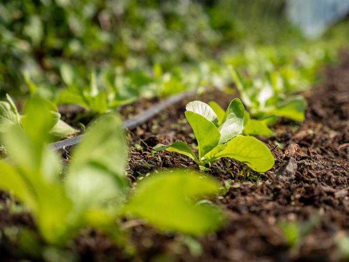 Vente de légumes locaux Guéret