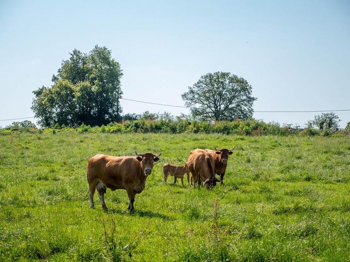 Elevage bovin Guéret