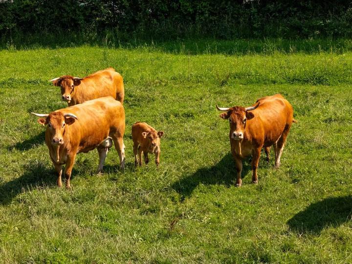 Elevage bovin Guéret