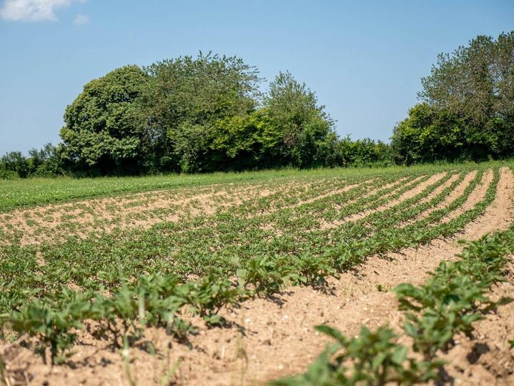 Vente de légumes locaux Guéret