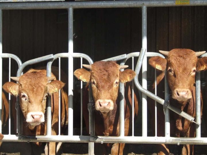 Ferme bio, Montluçon